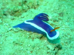 Nudi taken at Sipadan, East Malaysia by Dennis Siau 